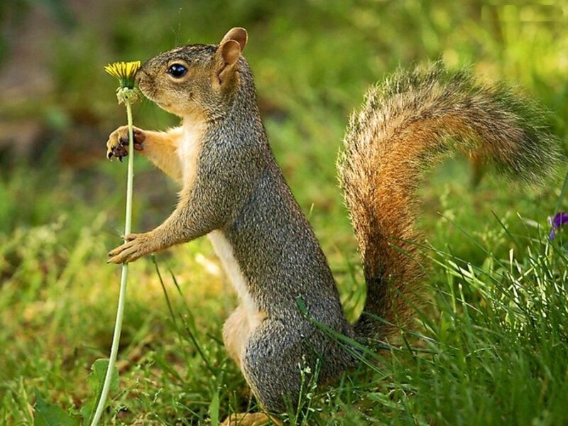 Squirrel Holding Dandelion — Green