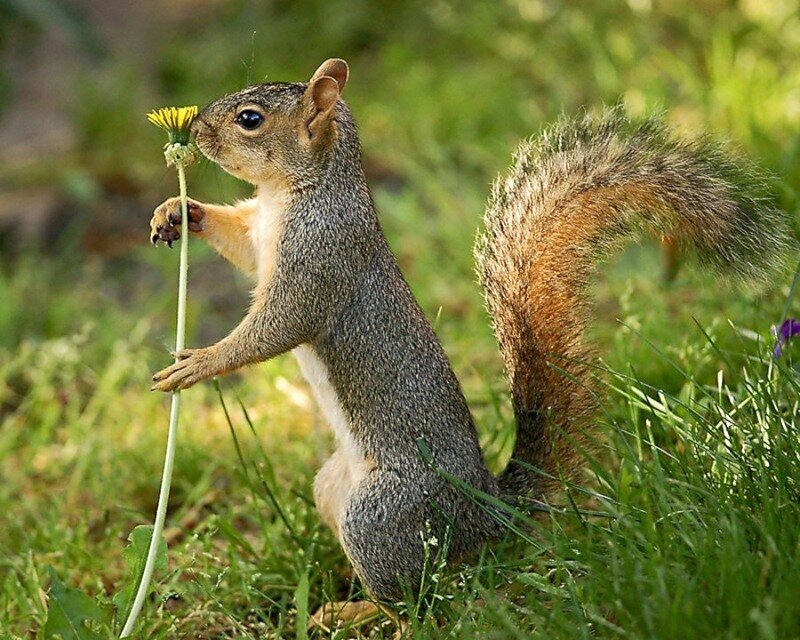 Squirrel Holding Dandelion