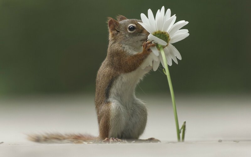 Squirrel Holding Flower — Brown, Calm
