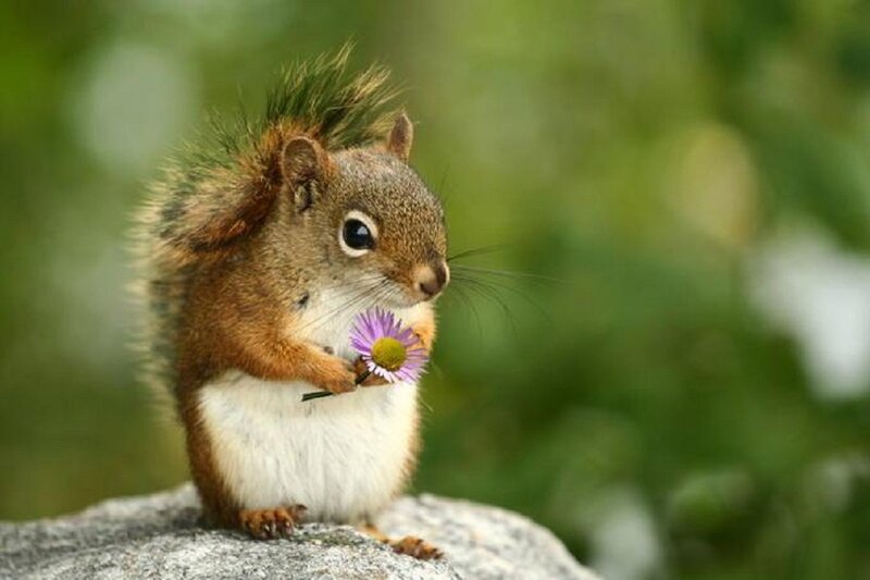 Squirrel Holding Flower — Brown