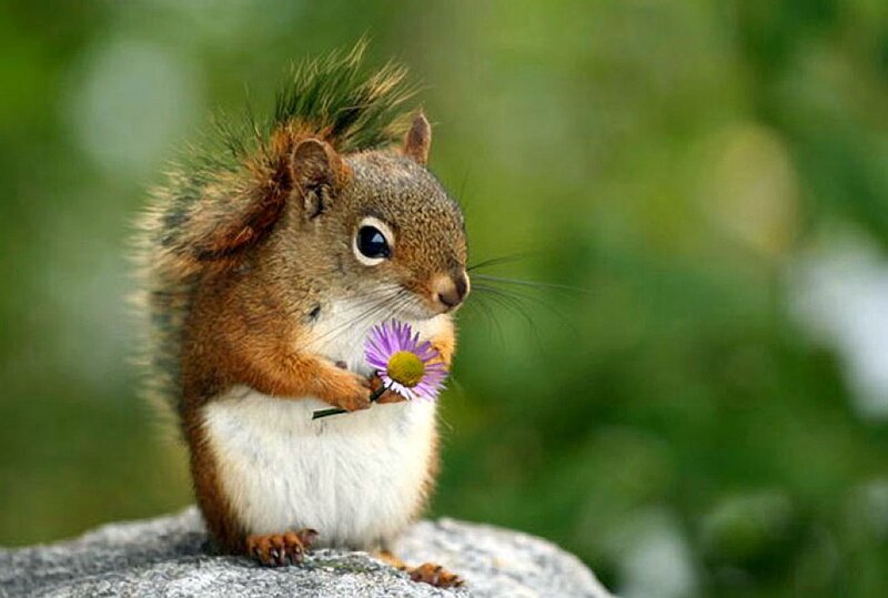 Squirrel Holding Flower