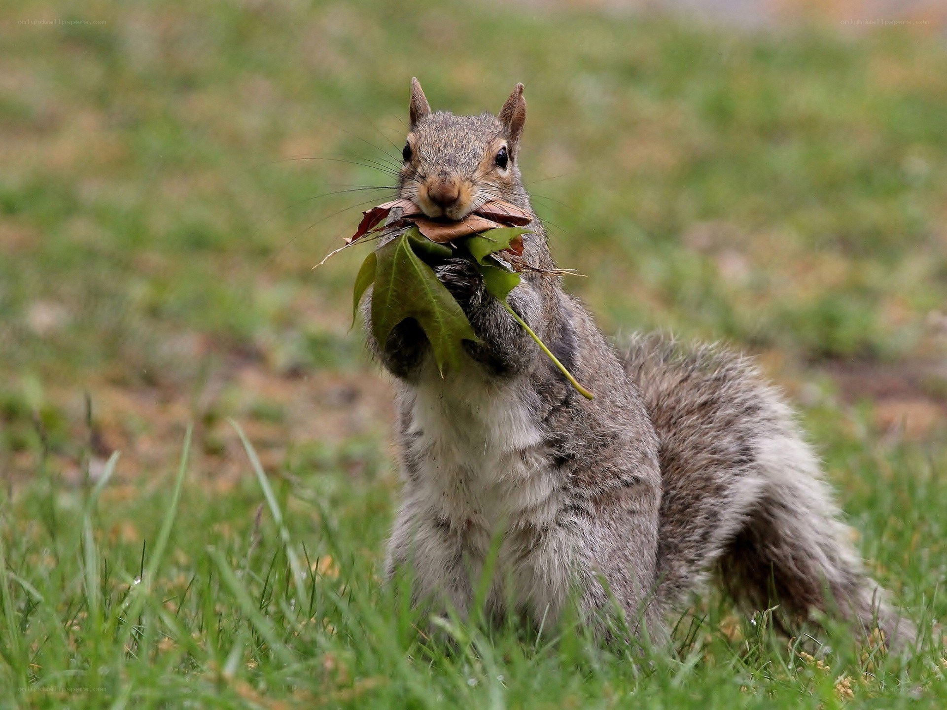 Squirrel holding green leaves