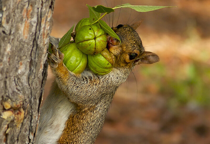 Squirrel Holding Green Nuts