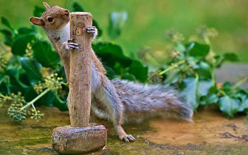 Squirrel Holding Hammer