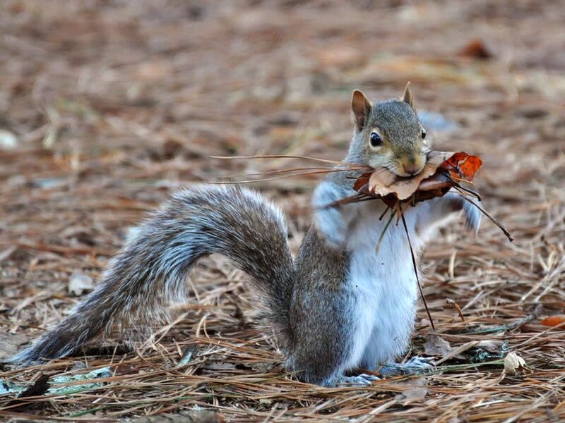 Squirrel Holding Leaves