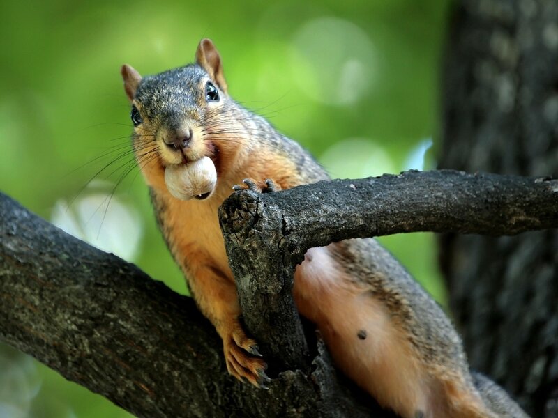 Squirrel Holding Nut — Brown, Alert