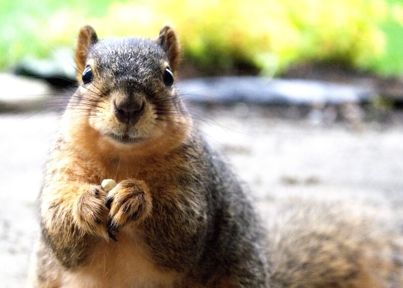 Squirrel Holding Nut — Brown, Curious, Afternoon, Photograph