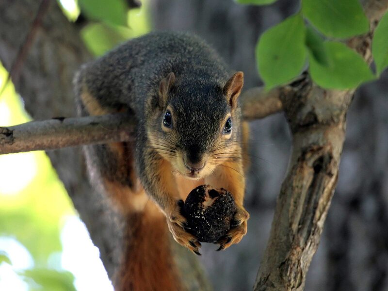 Squirrel Holding Nut — Brown, Curious, Afternoon, Photograph, Tree Branch