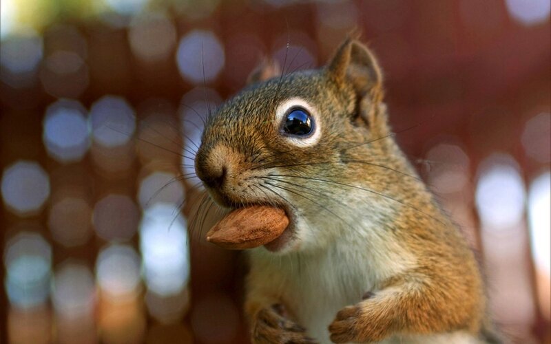 Squirrel Holding Nut — Brown, Curious