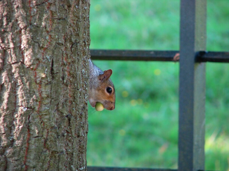 Squirrel Holding Nut — Brown