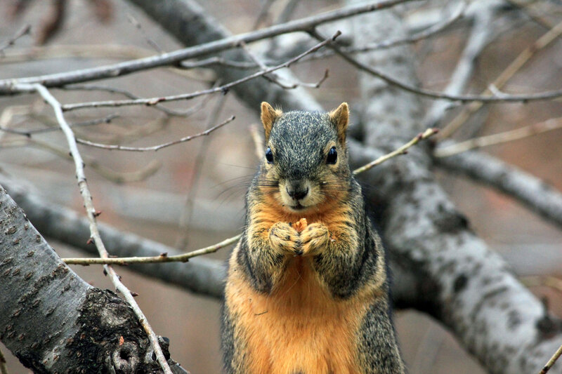 Squirrel Holding Nut — Gray, Alert, Autumn
