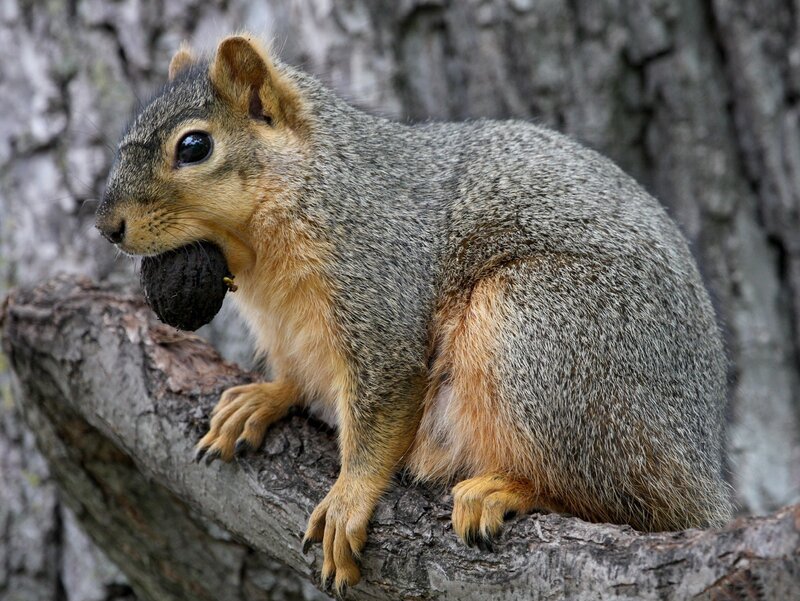 Squirrel Holding Nut — Gray, Alert, Photograph