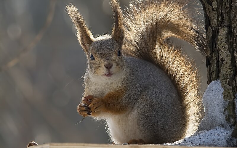 Squirrel Holding Nut — Gray, Calm, Winter, Photograph