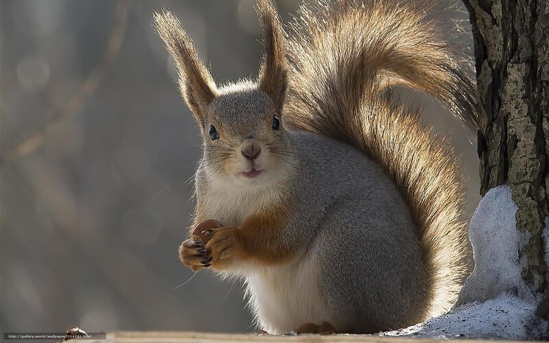 Squirrel Holding Nut — Gray, Calm, Winter