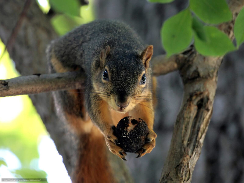 Squirrel Holding Nut — Gray, Curious