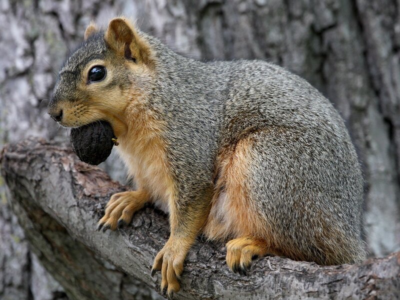 Squirrel Holding Nut — Gray