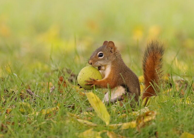 Squirrel Holding Nut — Green, Calm