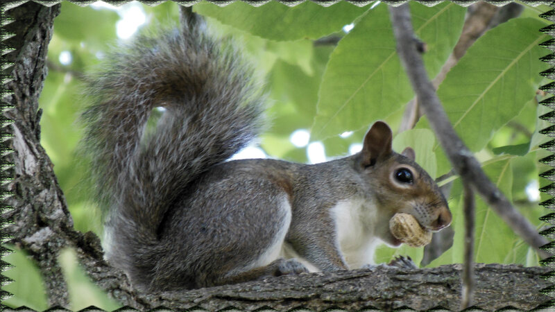 Squirrel Holding Nut — Green