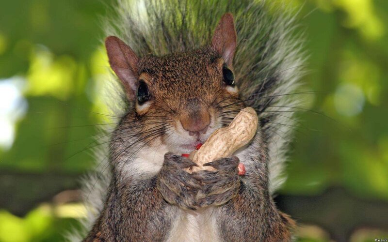 Squirrel Holding Peanut — Brown, Calm