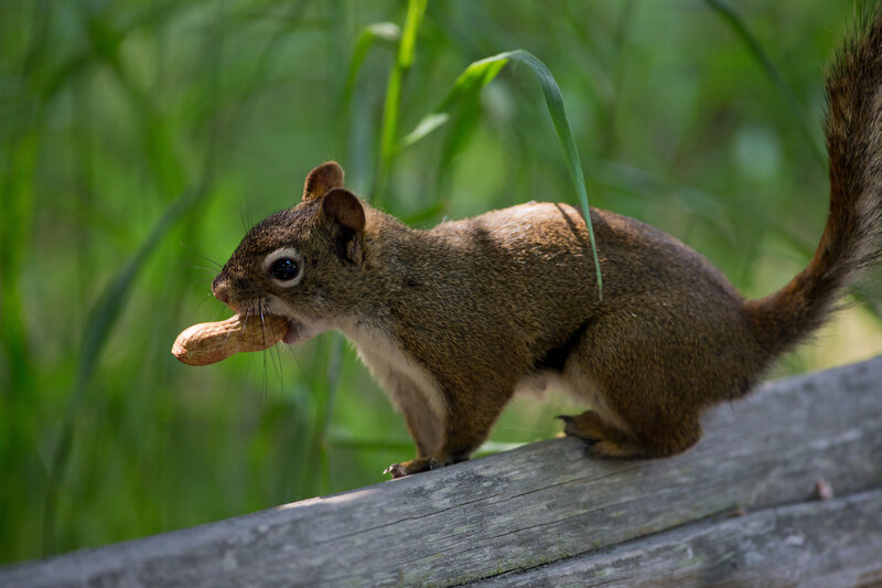 Squirrel Holding Peanut — Brown