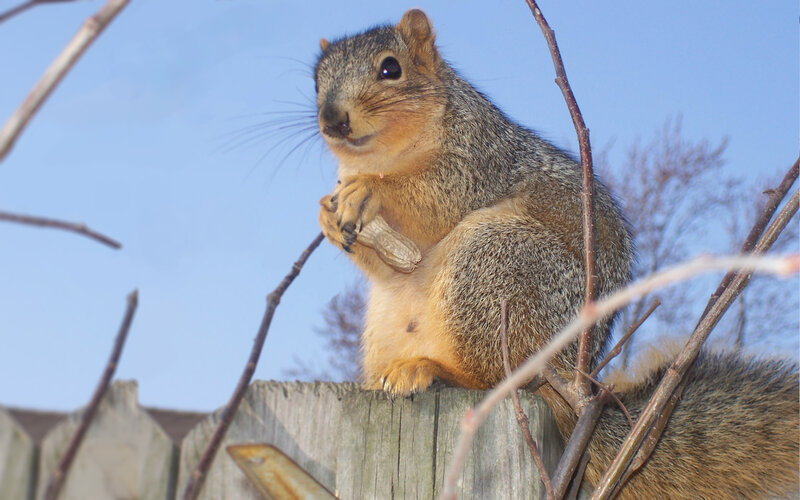 Squirrel Holding Peanut