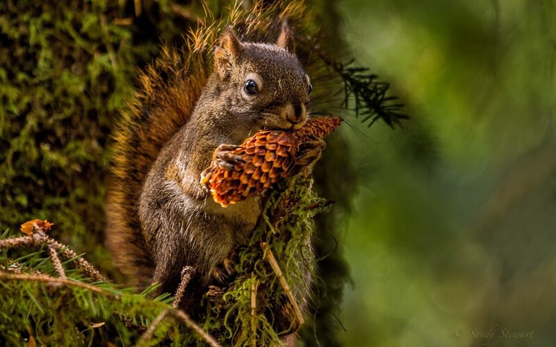 Squirrel Holding Pinecone — Green