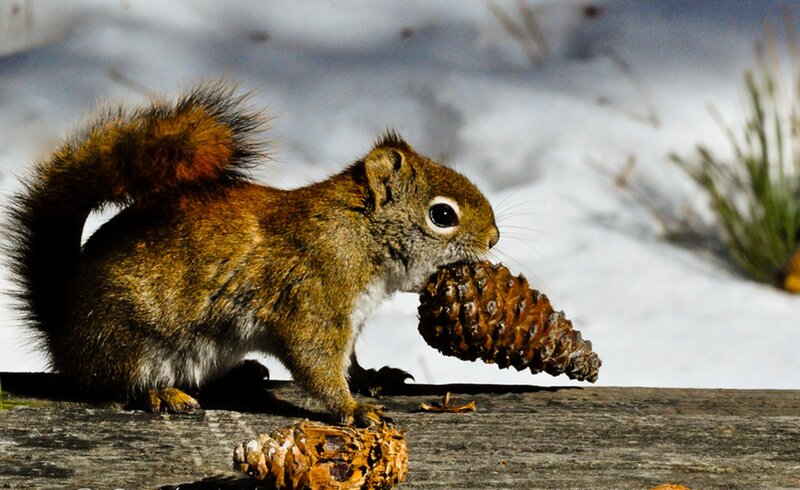 Squirrel Holding Pinecone