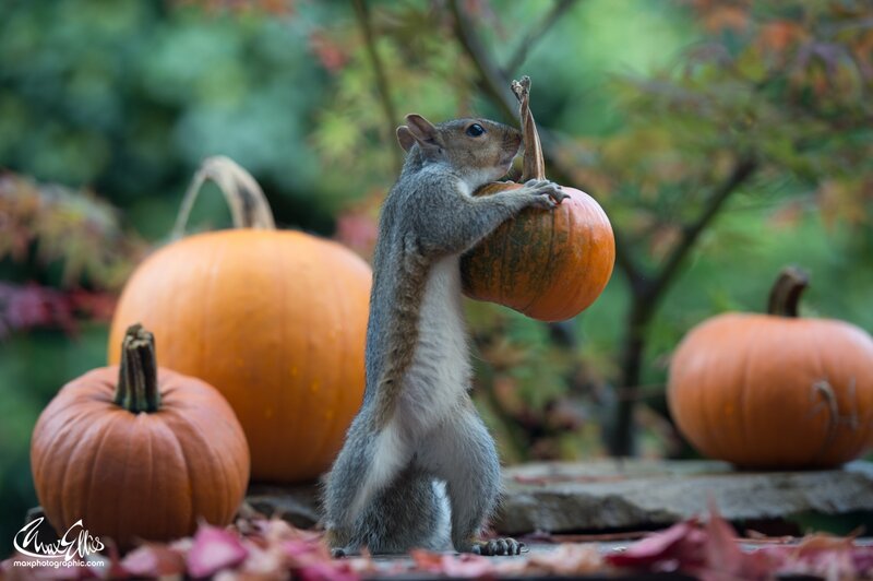 Squirrel Holding Pumpkin