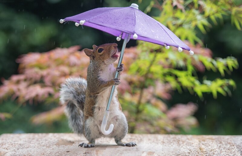 Squirrel Holding Umbrella — Purple, Playful
