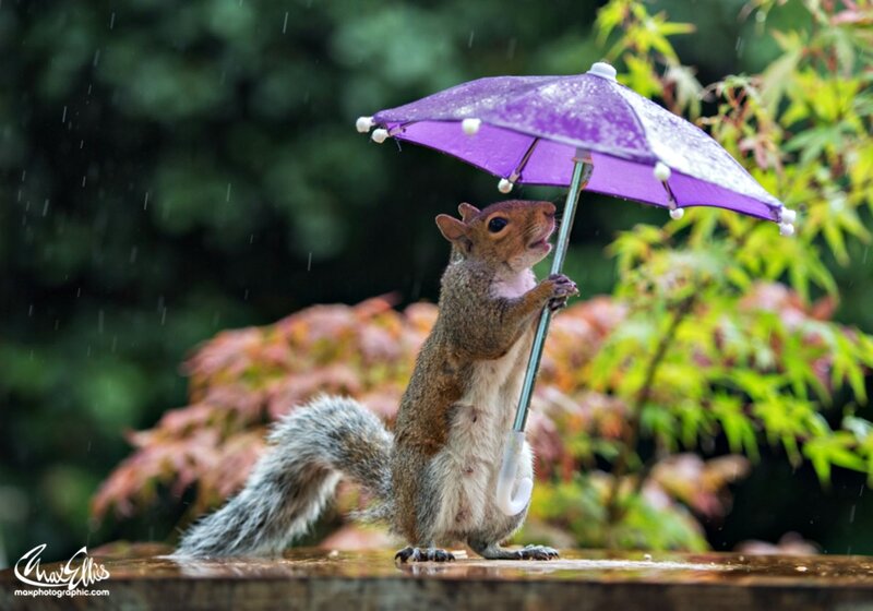 Squirrel Holding Umbrella — Purple