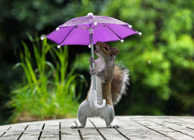Squirrel Holding Umbrella