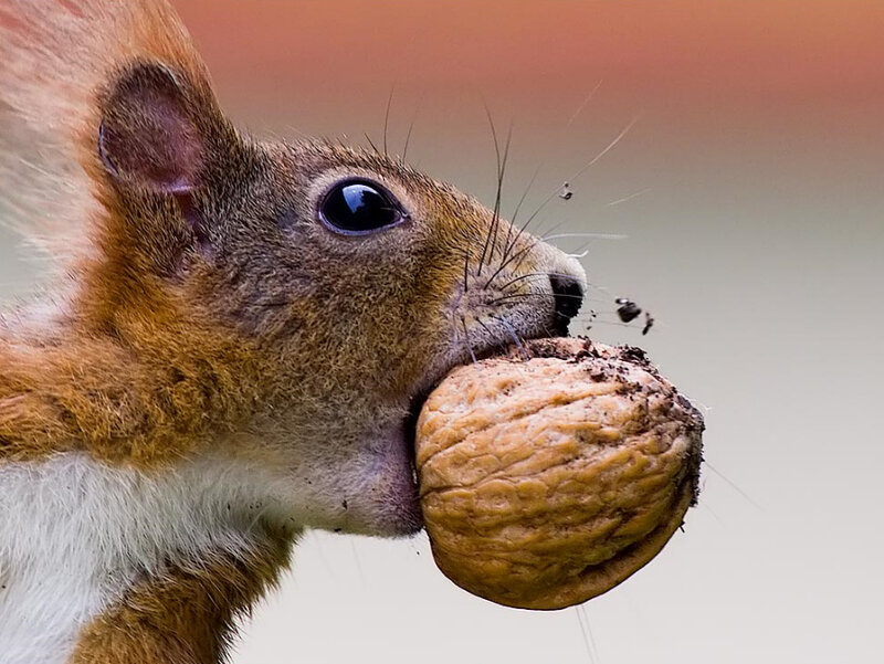 Squirrel Holding Walnut — Brown
