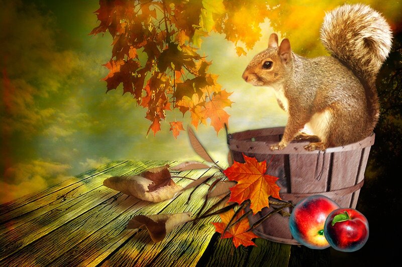Squirrel in a Basket