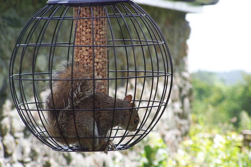 squirrel in a bird feeder