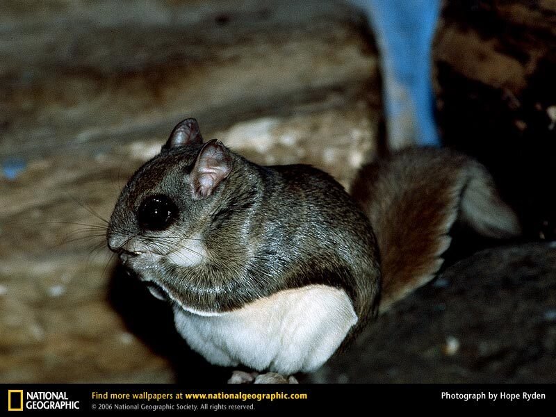 squirrel in a cave