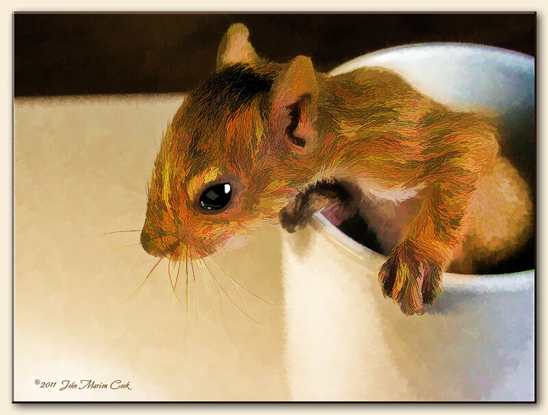 Squirrel in a Cup