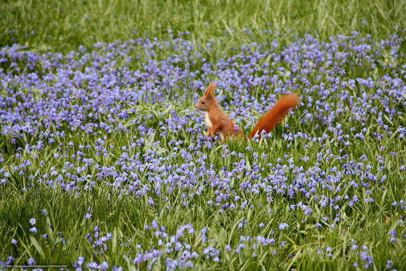 Squirrel in a field of flowers