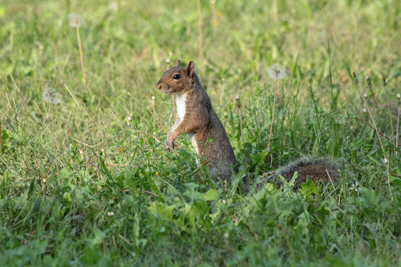 Squirrel in a grassy field