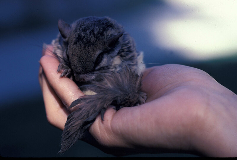 Squirrel in a hand
