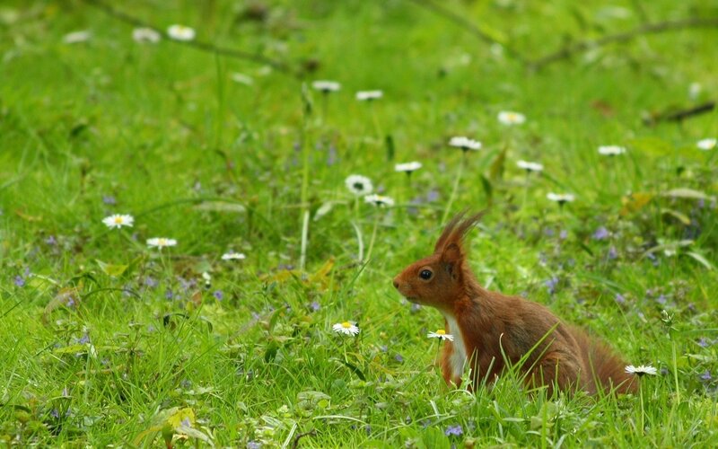 Squirrel in a meadow