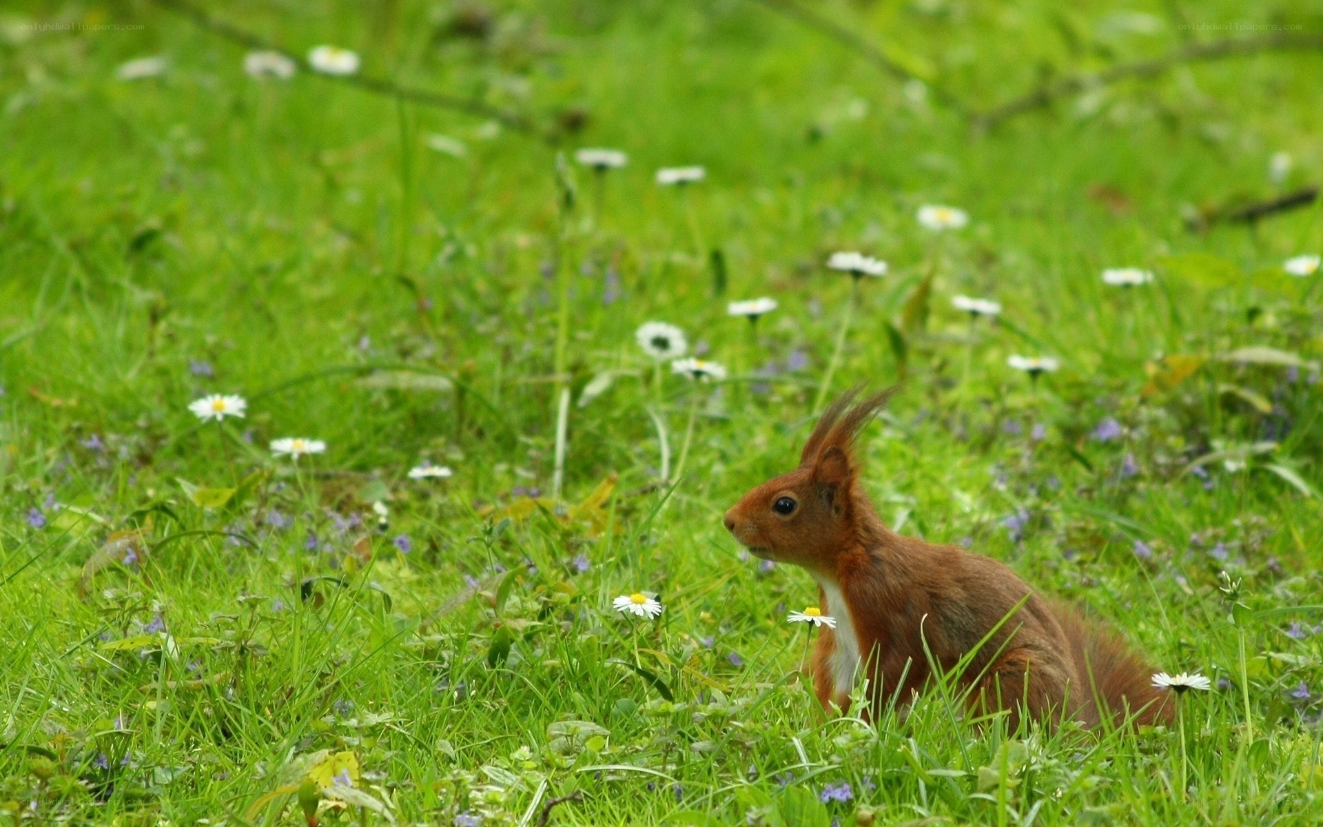Squirrel in a meadow