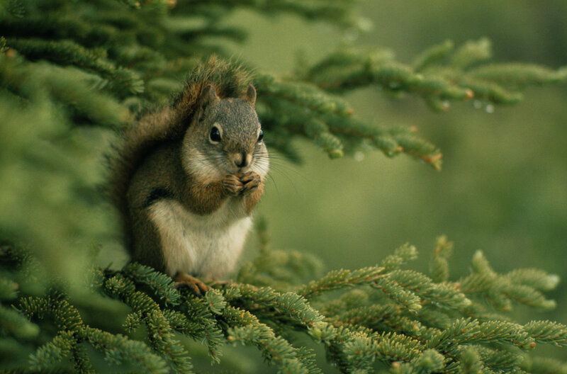 Squirrel in a pine tree