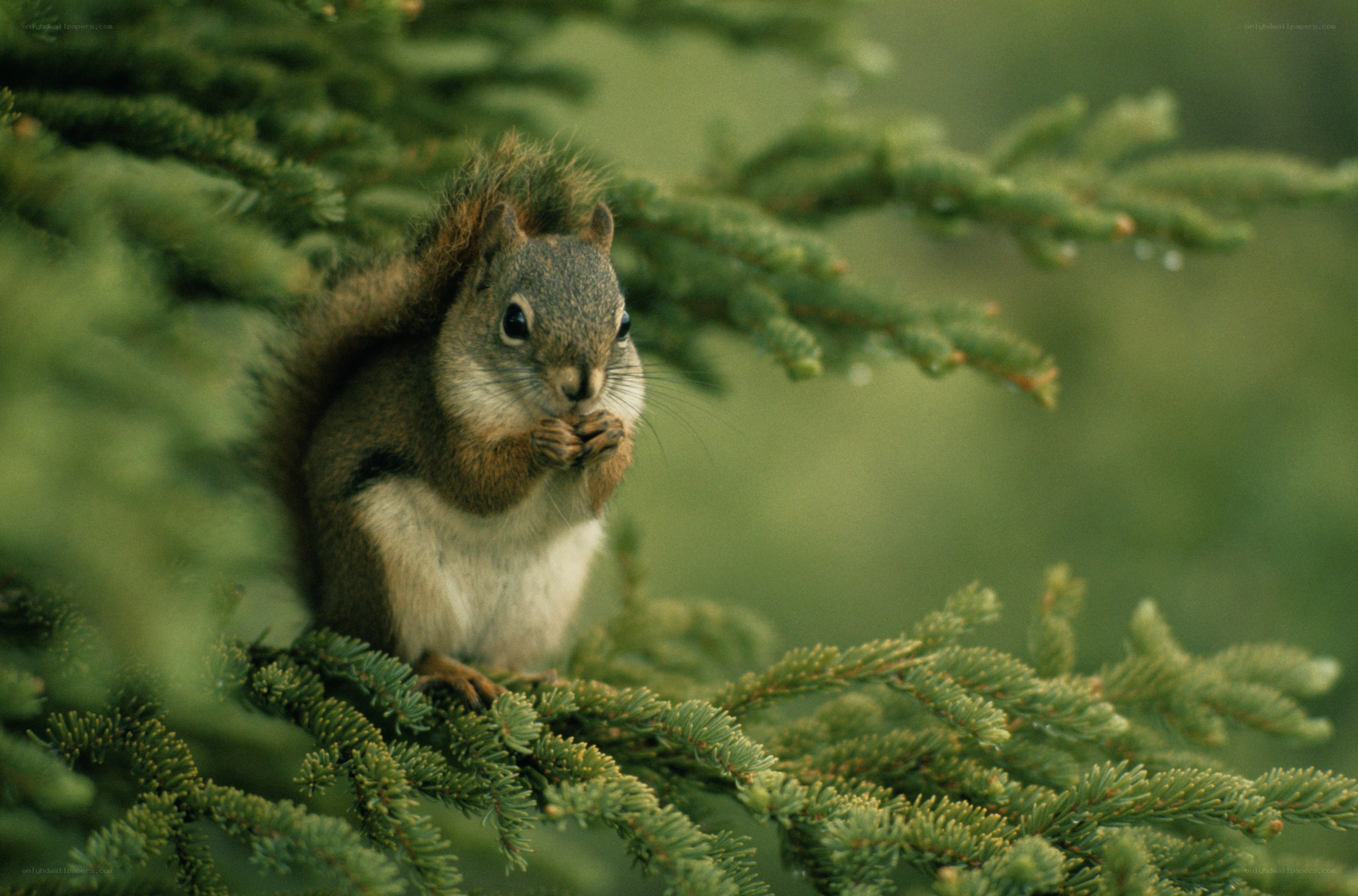 Squirrel in a pine tree