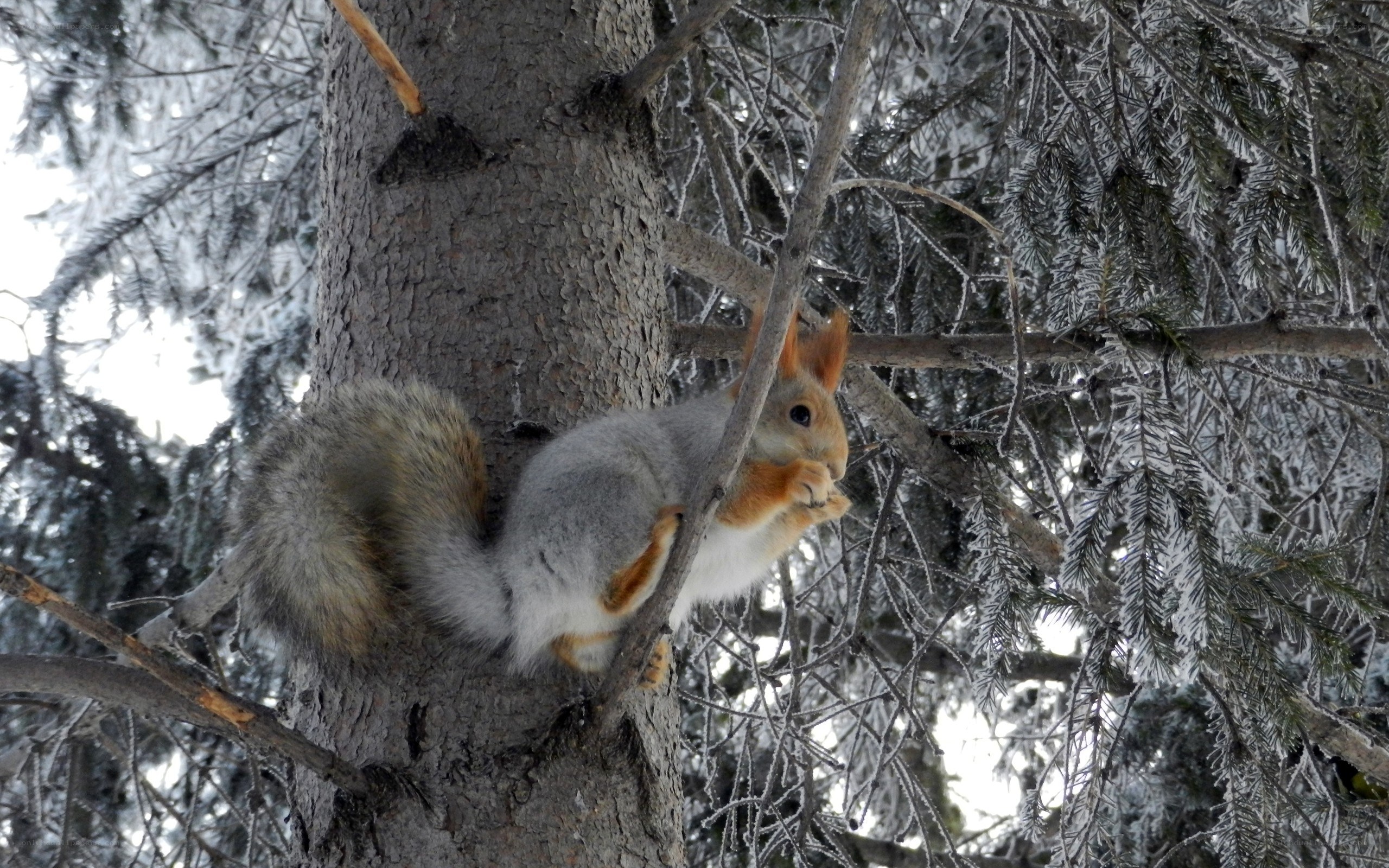 Squirrel in a snowy tree