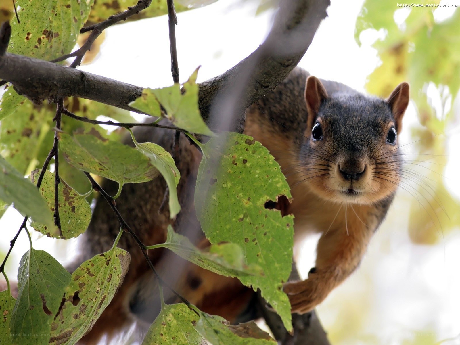 squirrel in a tree