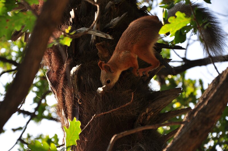 Squirrel in a tree nest