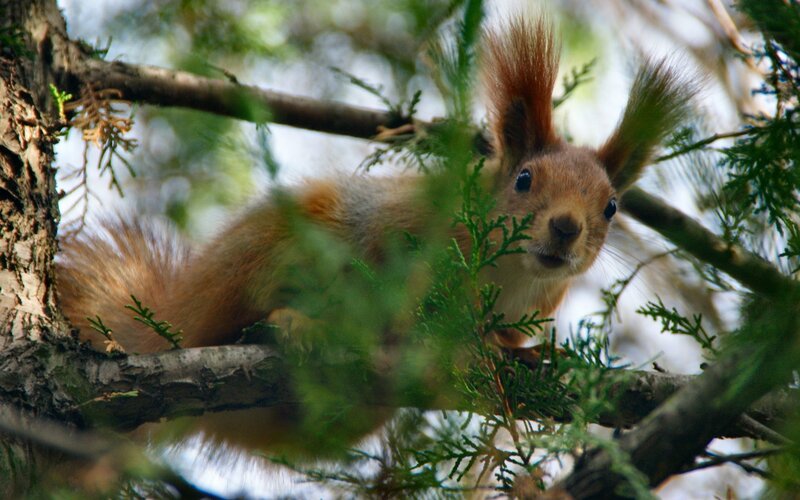 squirrel in a tree