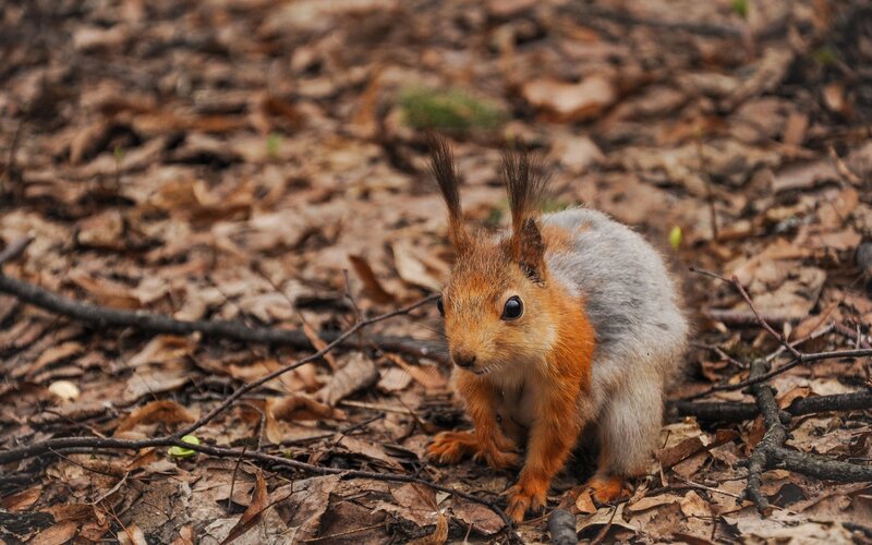 Squirrel in autumn forest