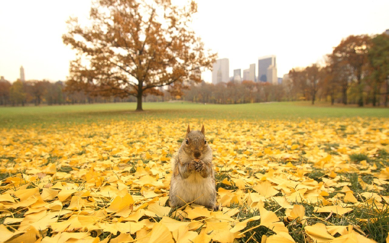 Squirrel in autumn leaves
