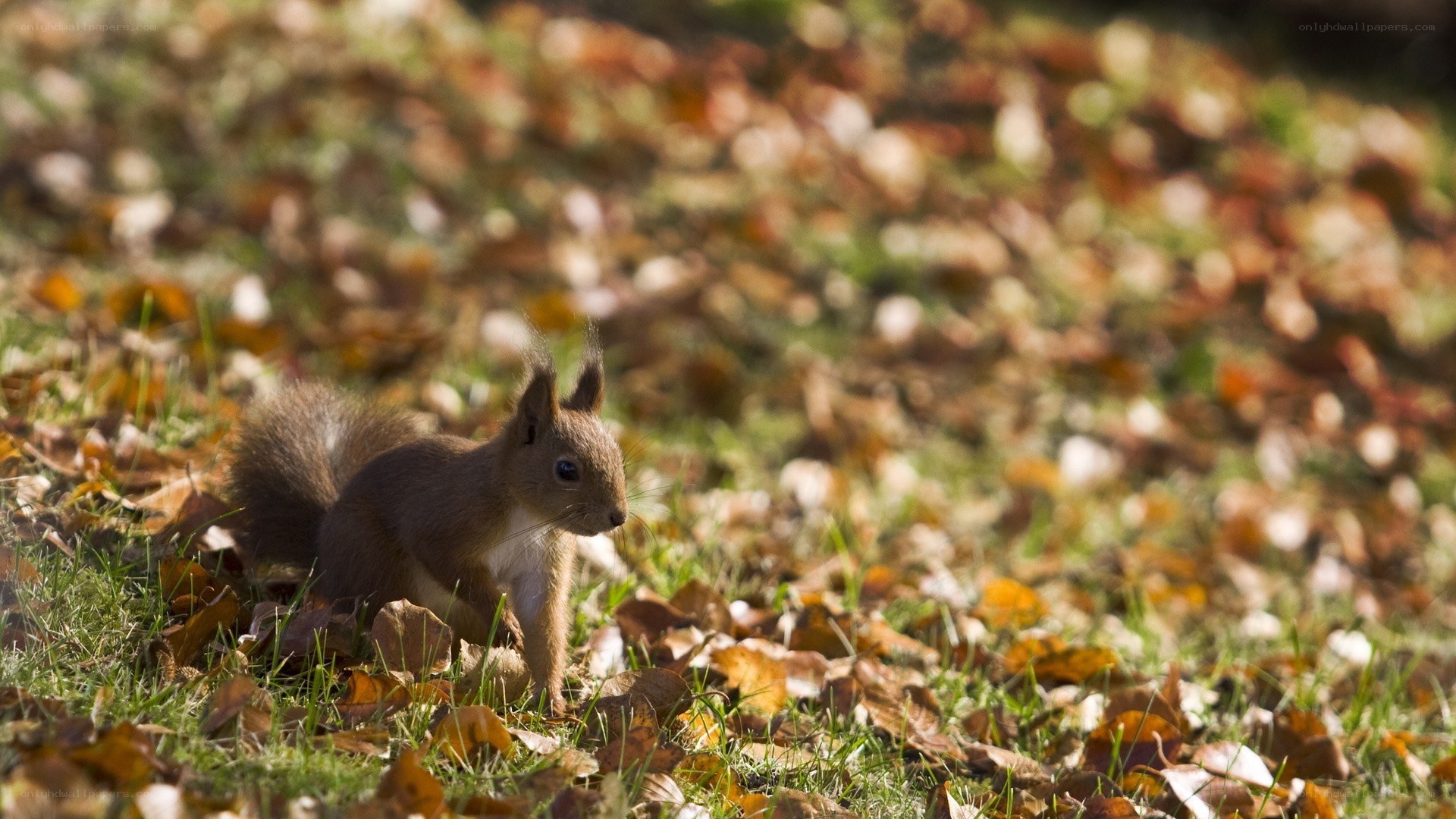 Squirrel in autumn leaves